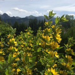 SOSNA villa mountains Tatry Zakopane Koscielisko accommodation rest in Poland